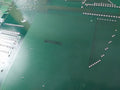 Uf2L11156 U20 Pw5867Aa Pcb Card Ac867 0C